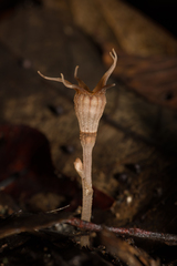 Thismia pallida