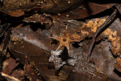 Thismia pallida