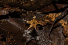 Thismia pallida