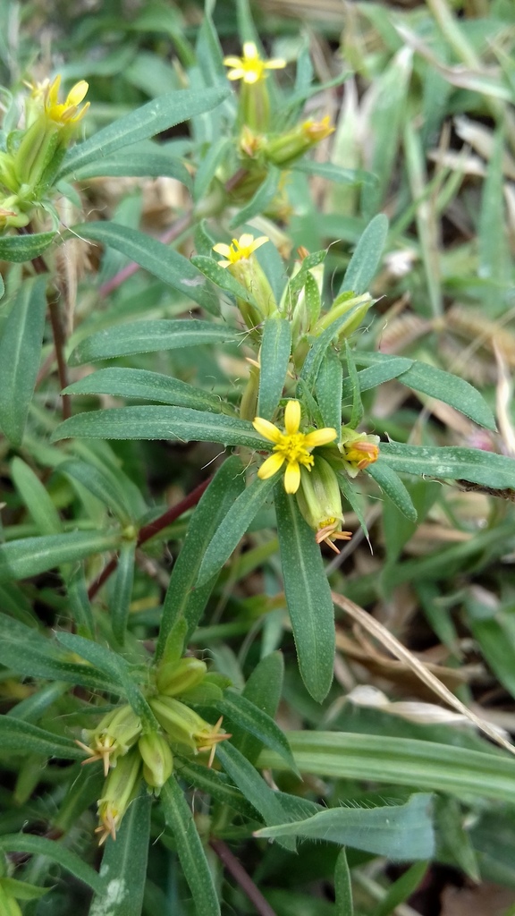 Pectis brevipedunculata