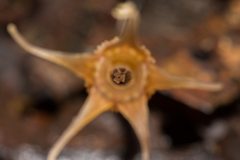Thismia pallida