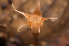 Thismia pallida