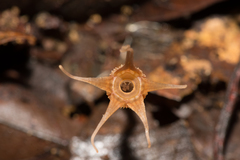 Thismia pallida