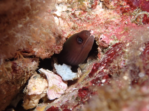 Masked moray (Gymnothorax panamensis) — Muraenidae