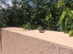 Junco hyemalis caniceps