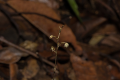 Aphyllorchis pallida