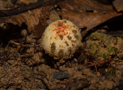 Calostoma