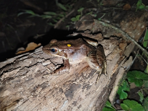 Highland Frog, Lithobates maculatus