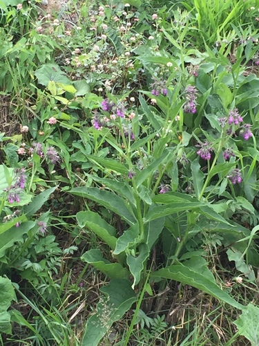 Crni gavez (Symphytum officinale)