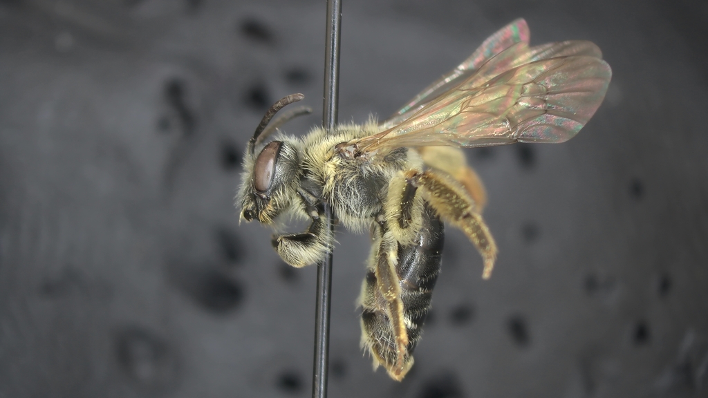 Andrena heraclei
