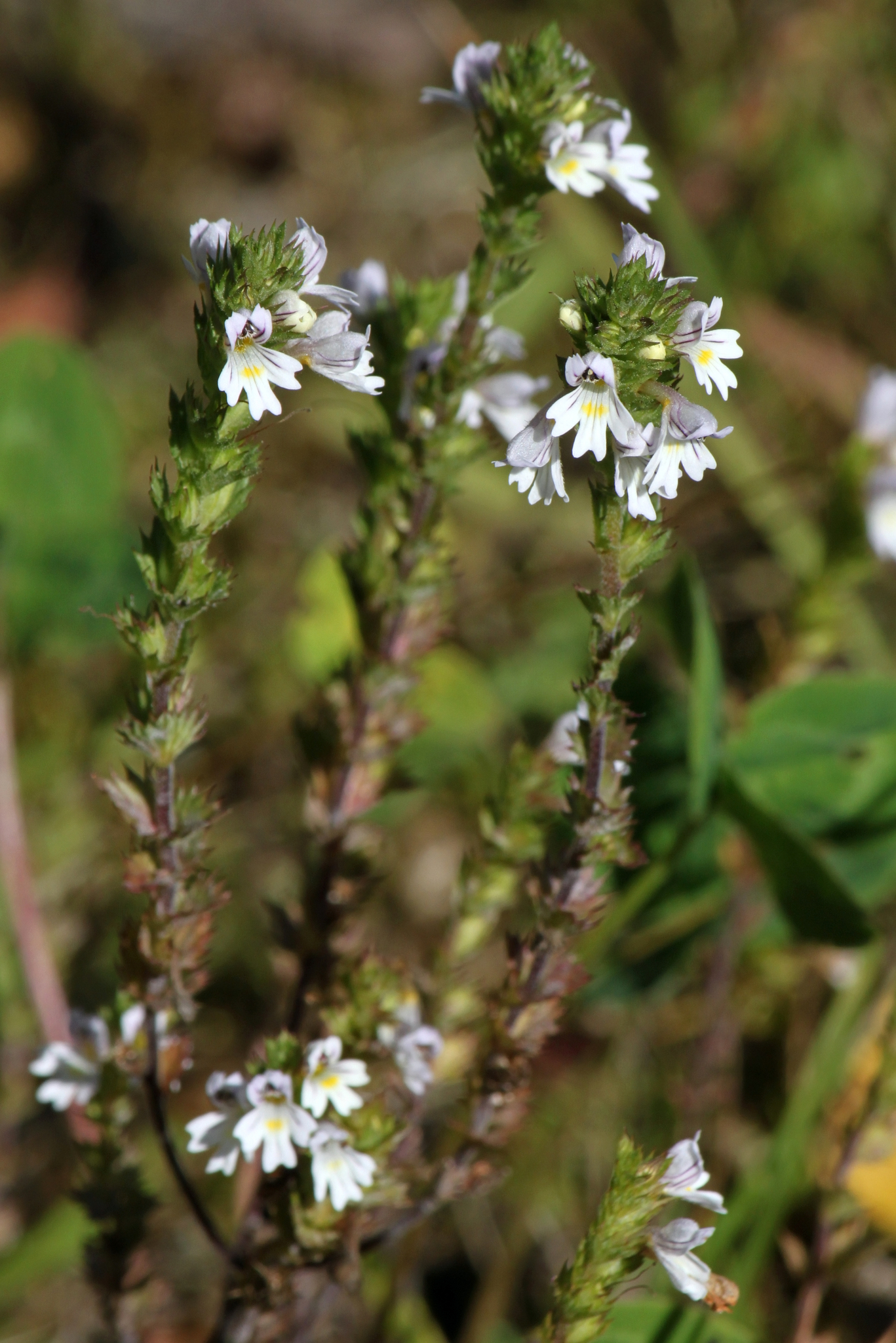 Euphrasia stricta