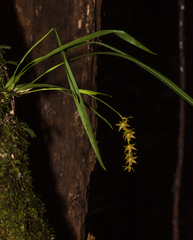 Dendrochilum