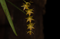 Dendrochilum