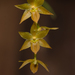 Dendrochilum - Photo (c) CHUNG CHANG-LIN, some rights reserved (CC BY-NC), uploaded by CHUNG CHANG-LIN