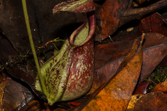 Nepenthes rafflesiana