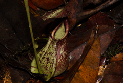 Nepenthes rafflesiana