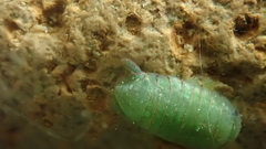 Exosphaeroma obtusum