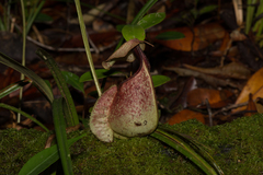 Nepenthes rafflesiana