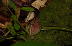 Nepenthes rafflesiana