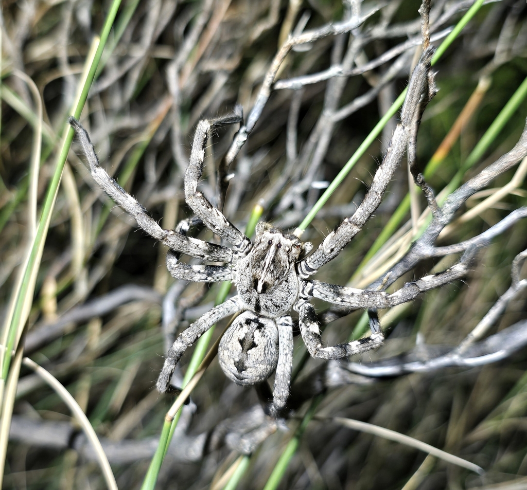 Parapalystes euphorbiae