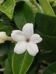 Stephanotis floribunda