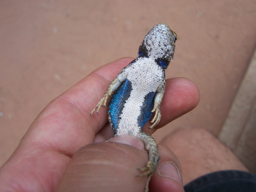 Plateau Fence Lizard