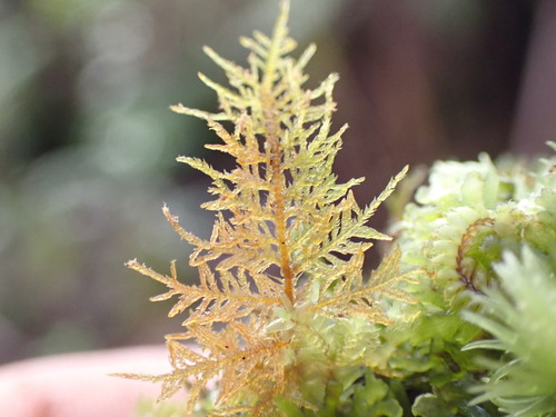 Image of Thuidium cymbifolium by no rights reserved