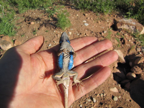 Plateau Fence Lizard