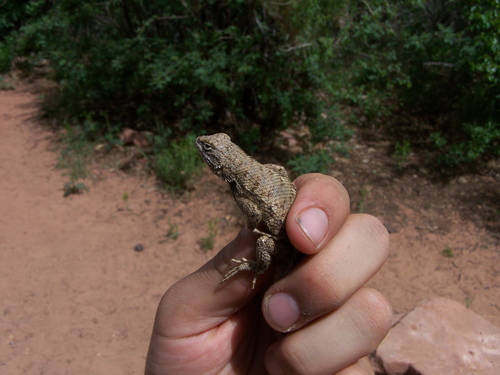 Plateau Fence Lizard