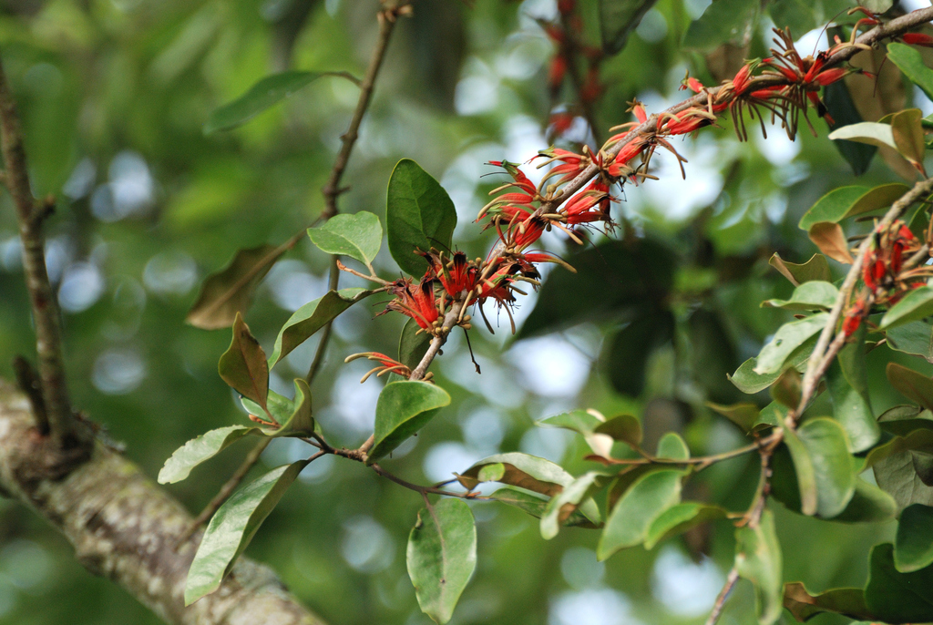 Taxillus nigrans