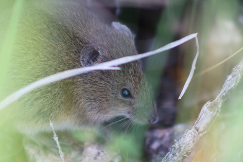 Polop's Grass Mouse (Akodon polopi) — Least Concern Mammalia