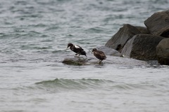 Somateria mollissima