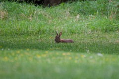 Oryctolagus cuniculus