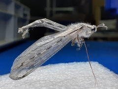 Acanthaclisini