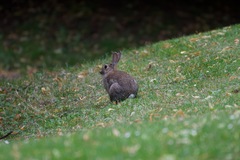 Oryctolagus cuniculus