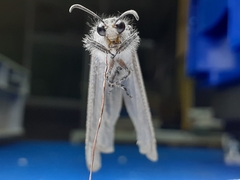 Acanthaclisini