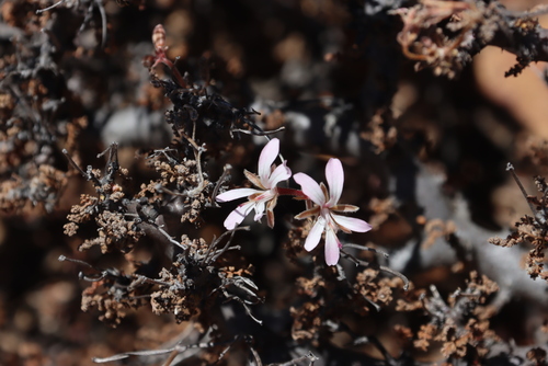 Image of Cauliflower Storksbill (Pelargonium alternans) by (c) Tony Rebelo, some rights reserved (CC BY-SA)