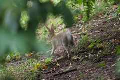 Oryctolagus cuniculus