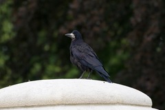 Corvus frugilegus