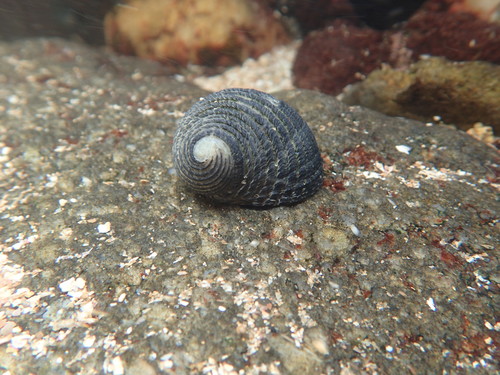 Lightning Nerite