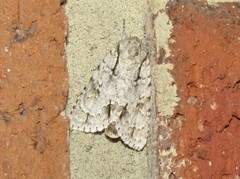 Acronicta lobeliae
