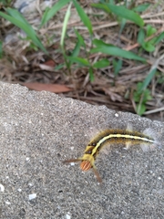 Lepidoptera