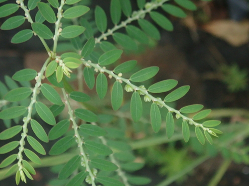 Phyllanthus debilis