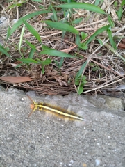 Lepidoptera