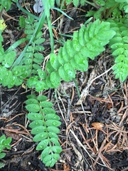 Polemonium pulcherrimum delicatum