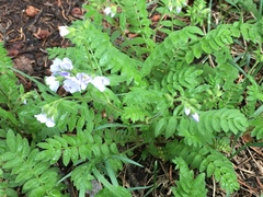 Polemonium pulcherrimum delicatum