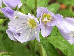 Polemonium pulcherrimum delicatum