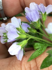 Polemonium pulcherrimum delicatum
