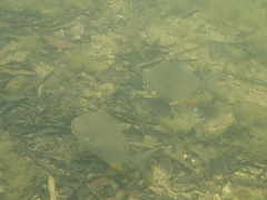 Trachinotus falcatus
