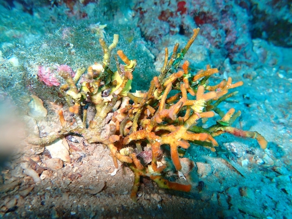 Halisarca harmelini